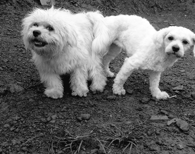 Shimafarm's tweet photo. White male Lhasa apso available for stud service in Abuja 09073167572 https://t.co/zczE38hQ6L