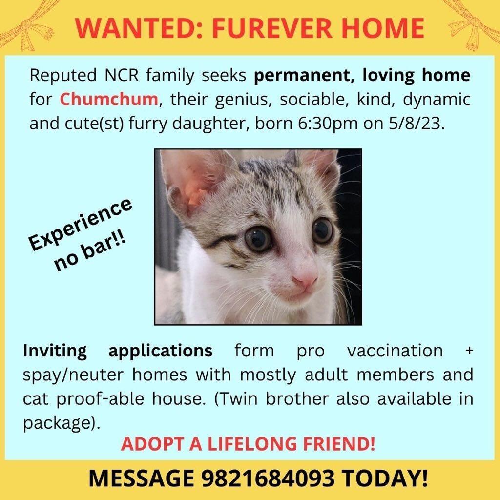 Ok Twitter. #SOS #HailMary Please help us get this 10weeks old #kitten +3 others like her, find their #foreverhome (s)? IG Facebook have failed us in the last 6 weeks.

We have until 30/10/23!! Please please please help!
#AdoptDontShop  #KittensOfTwitter