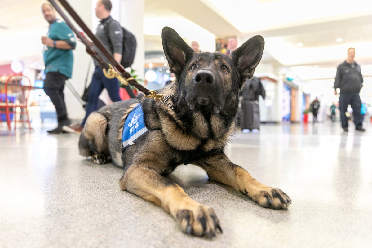 We've got triple the furry fun at #PHLAirport today-- three Wagging Tails Brigade members are here to greet passengers. Look for Copper from 10am-noon and new member Sophie and Tarik from 2-4 p.m. It's going to be a 'paw-some' day. #airporttherapydogs