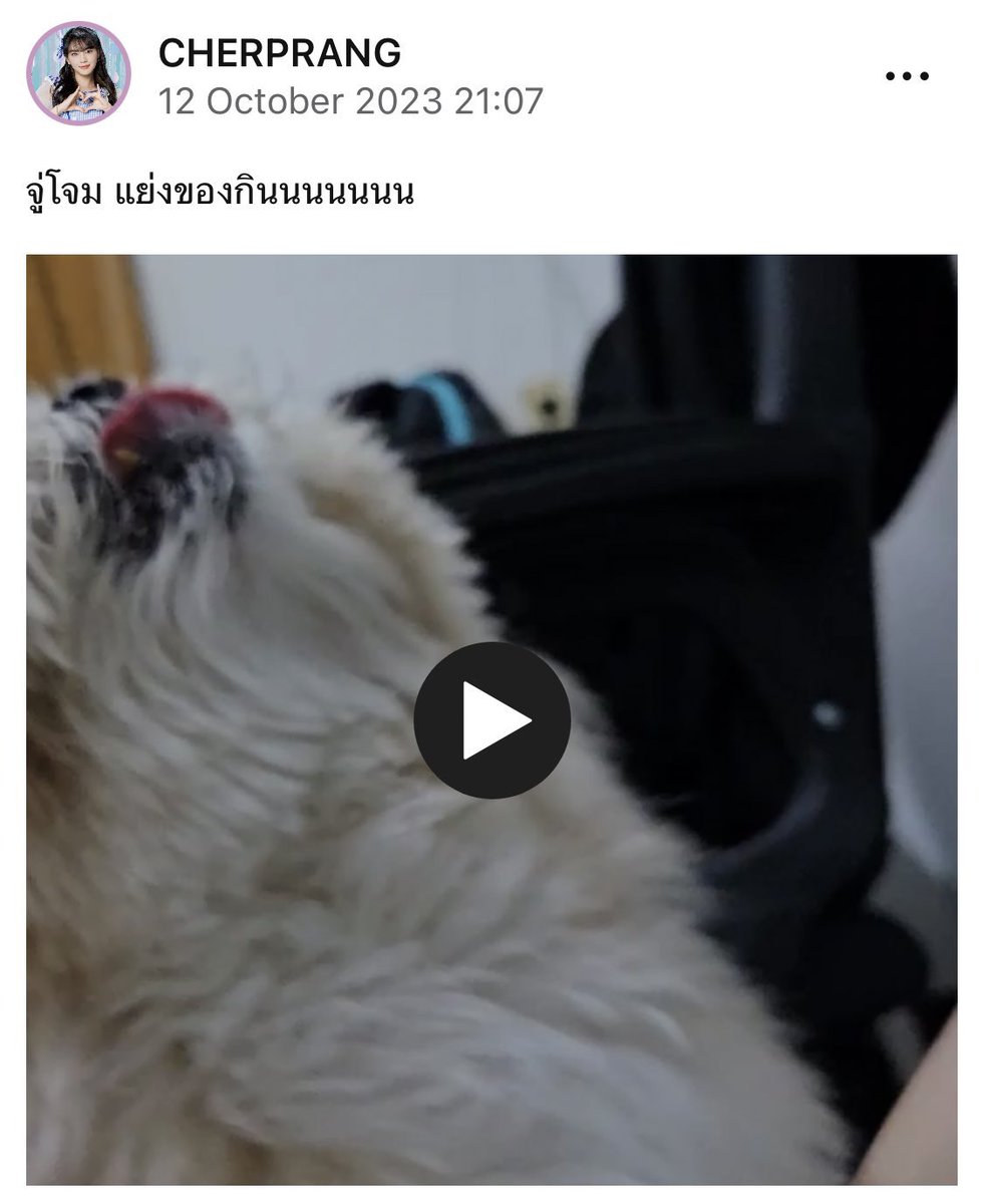 CherprangPHFC's tweet photo. [😺📝] — iAM48 update
🔗:https://t.co/L4QMYm3Pvy…

Attack! Fight for foodddddd

=====
Many attacking P'Cher again 😭🤣 our favorite duo is back 🐶🐱

#CherprangBNK48 #BNK48 #iAM48OfficialApplication #CherprangAreekul #manythedog https://t.co/9OaWdozDj8