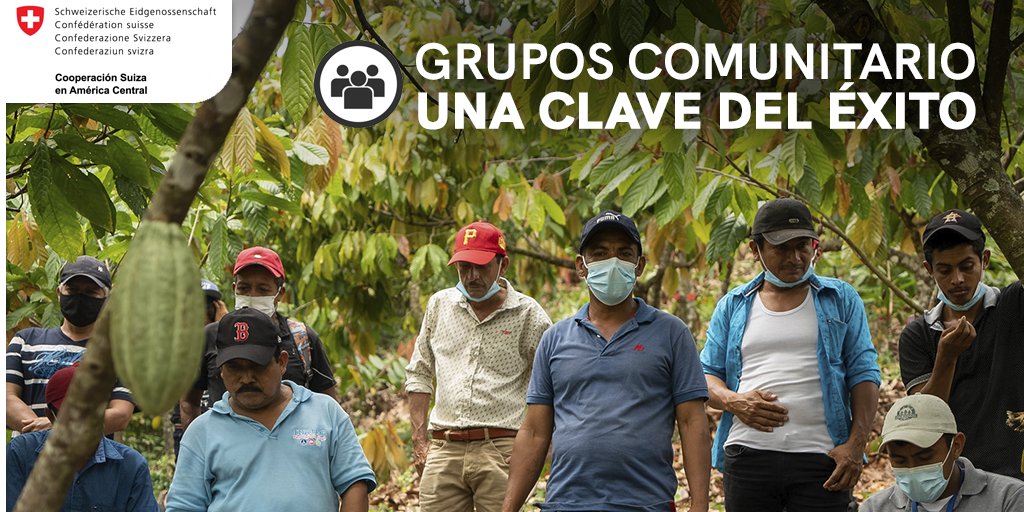 SICACAO1's tweet photo. Descubre cómo la estrategia organizativa para la producción de cacao de @procacao reunió a 1,550 productores en 122 Grupos Comunitarios, generando un poderoso motor de conocimiento, producción y colaboración en Caribe Norte de Nicaragua. #COSUDE https://t.co/zGESbUiGIE