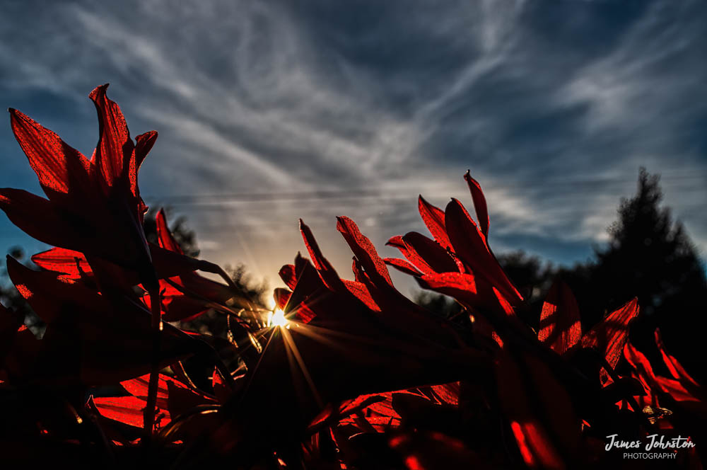Element321's tweet photo. Spider lilies backlit by the sun.
#naturephotography #flowers #naturelover #exploreoutdoors #discovernature #Texas #photography #backroad_visions #tmwanders https://t.co/eL7DPzTCBB