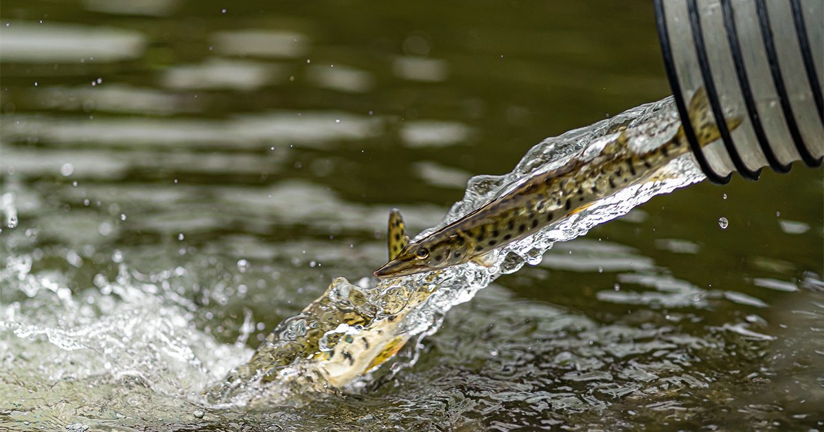 MWCD's tweet photo. On September 19, #ODNR released 1,100 juvenile Muskellunge into #LeesvilleLake at the North Fork Marina boat launch and  2,370 into #PiedmontLake on September 25. Read more here: https://t.co/RAUBkRCq5O

#muskie #fishing #Sportfish #OhioFishing #MWCD https://t.co/dXktExaATl