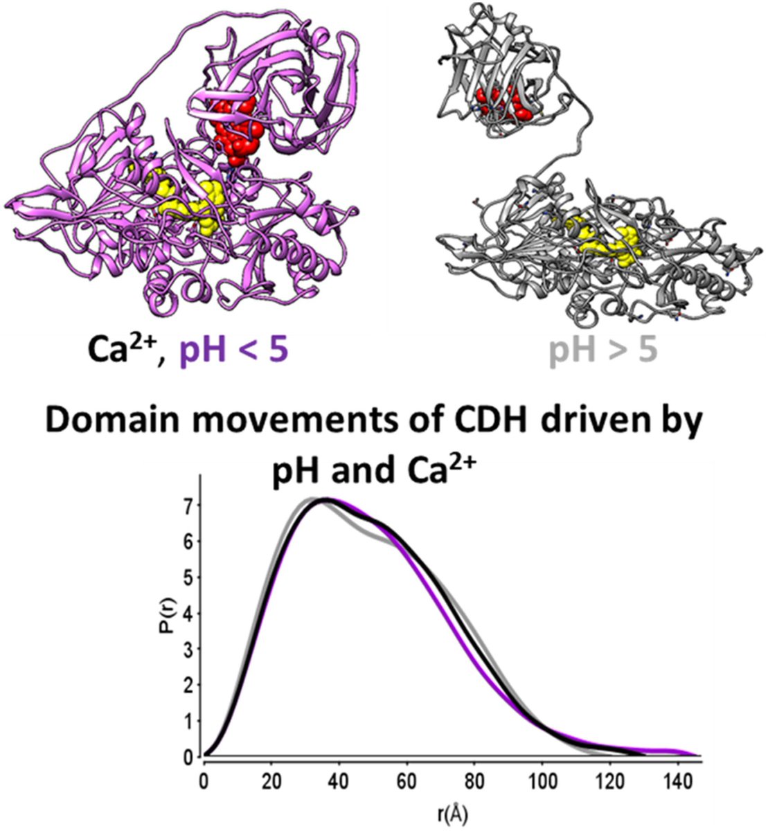 FEBSJournal's tweet photo. 💢Original Article💢
🎆Resolving domain positions of #cellobiosedehydrogenase by small angle X-ray scattering🎆
🖋️By Roland Ludwig et al @BOKUvienna @BerkeleyLab @schatz_center @MedUniGraz
➡️https://t.co/nlsFqgXCmt
#OpenAccess #conformationalchanges #multistatemodelling https://t.co/OEL6FjdmIk