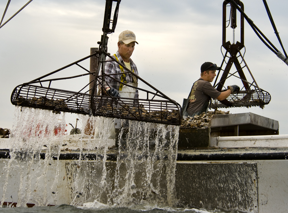 Oyster Recovery Partnership tweet media