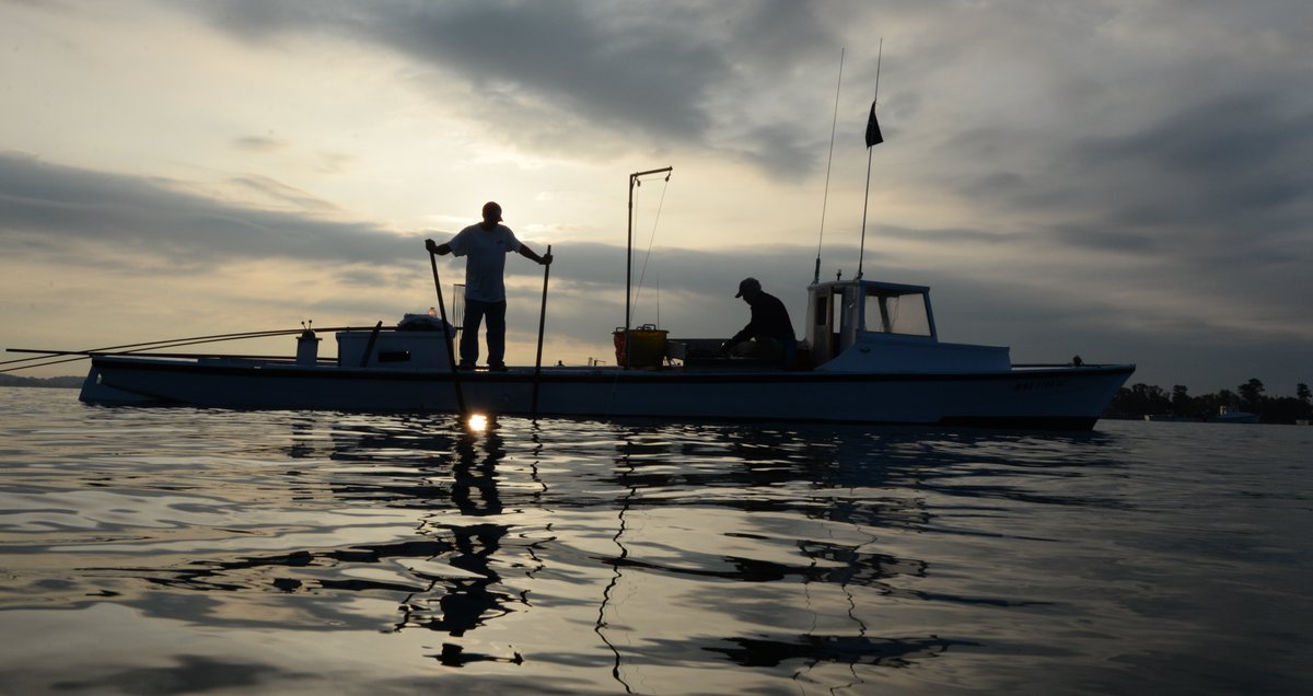Oyster Recovery Partnership tweet media