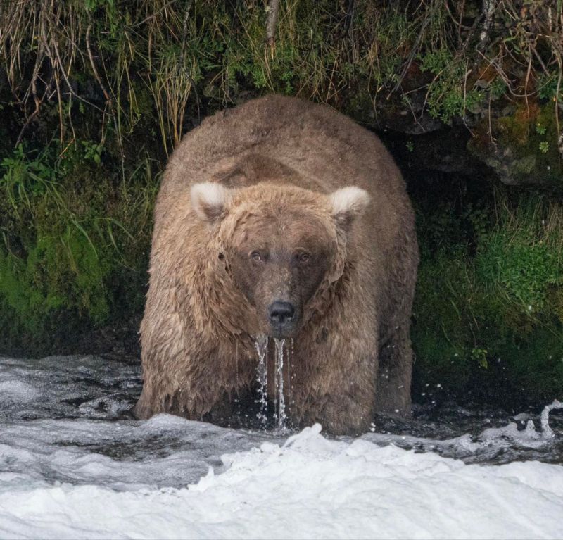 DominiqueEllis's tweet photo. Winner, winner! Salmon dinner! Bear 128 Grazer (my choice) takes the crown in this year's #FatBearWeek championship. What a gorgeous lady. https://t.co/HSDeNID3BB