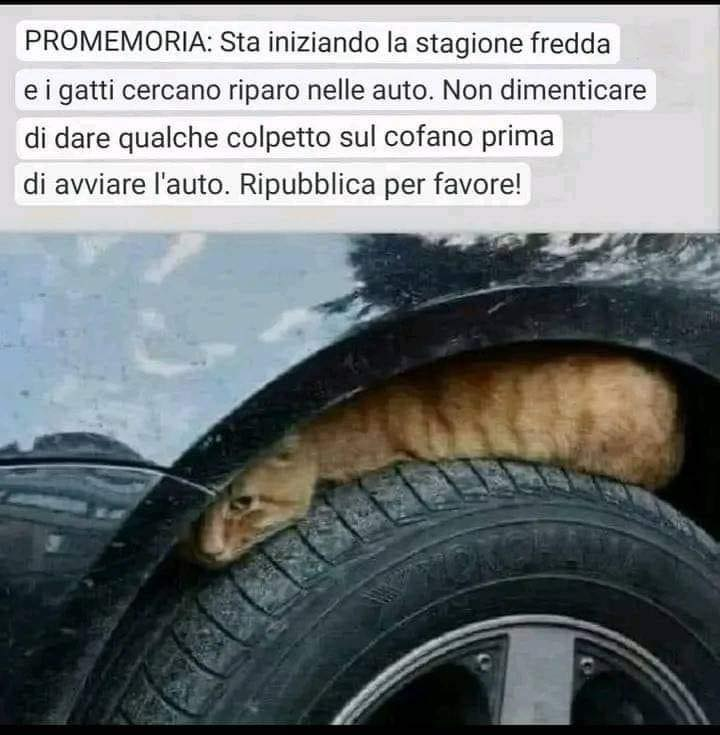 DarioToffolon's tweet photo. Attenzione….basta poco per salvare una creatura innocente! https://t.co/9MQdu8tr54