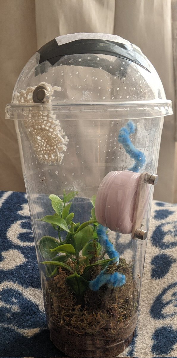 ImmortalLemon89's tweet photo. Isaac helped make a little b&amp;b for a hungry and thirsty jumping spider, he used: Deli cup, makeup container, fake plants, pipe cleaner, ribbon, web and organza mesh, all recycled from home. Spider spent the night and Isaac released him the next day ❤️ #Creationaward @RimroseHope https://t.co/hGLvvvYitc
