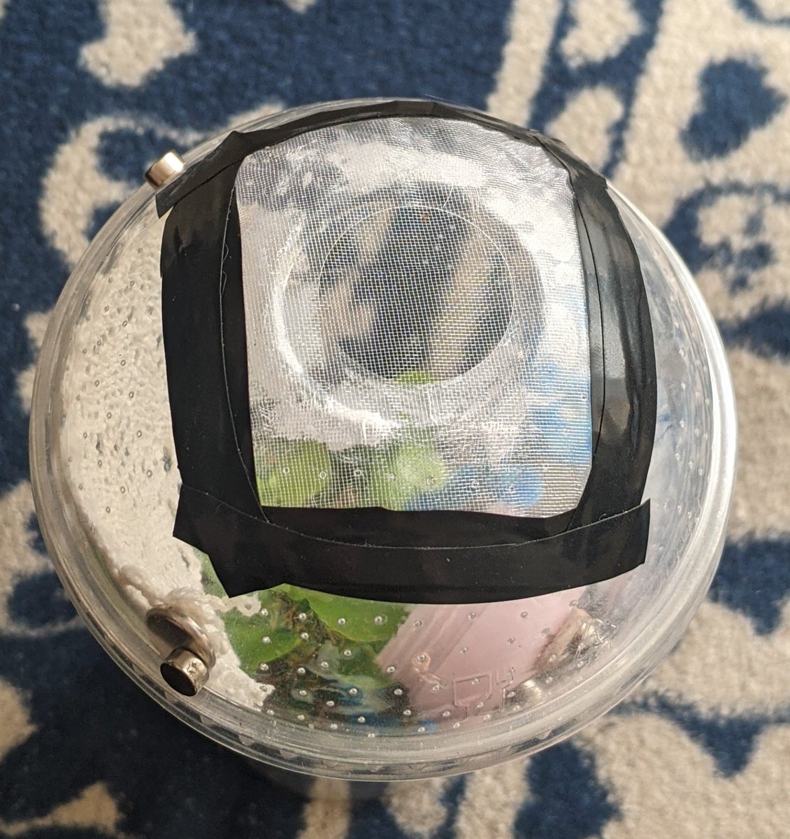 ImmortalLemon89's tweet photo. Isaac helped make a little b&amp;b for a hungry and thirsty jumping spider, he used: Deli cup, makeup container, fake plants, pipe cleaner, ribbon, web and organza mesh, all recycled from home. Spider spent the night and Isaac released him the next day ❤️ #Creationaward @RimroseHope https://t.co/hGLvvvYitc