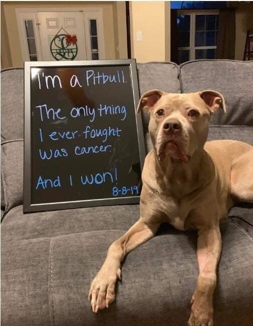 Dalbodog's tweet photo. I'm so happy for you, pitbull mix! 🥰 https://t.co/5nRMpB6ne0