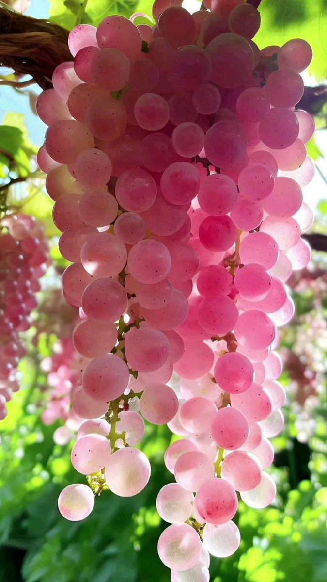 lavieestbelIe's tweet photo. Pink grapes https://t.co/SkbqyM77GN