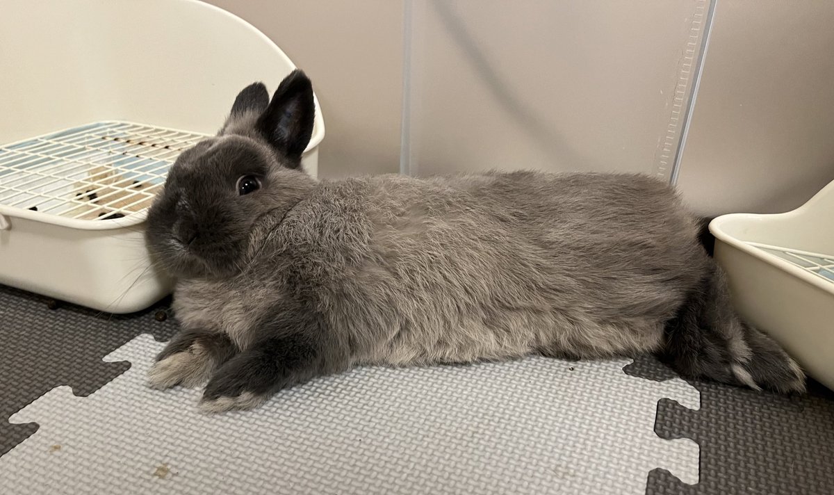 usausa_utan's tweet photo. トイレを枕にごろ寝中🐰 https://t.co/p9gTMgat3I