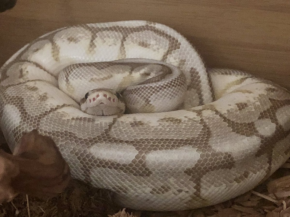 Had to wake up bb boi to clean his tank and he grilled me like this the entire time