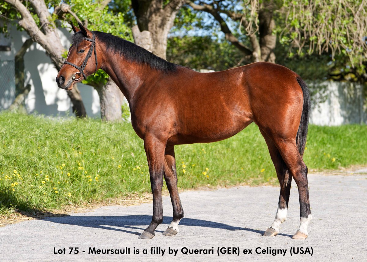 Our  draft for the <a href="/caperacingsales/">Cape Racing Sales</a> RTR includes four fillies by multiple Champion 2YO Sire, Querari. He earned this title thanks to his juvenile fillies - swing the odds of collecting the CRS juvenile bonus in your favour with one of these.