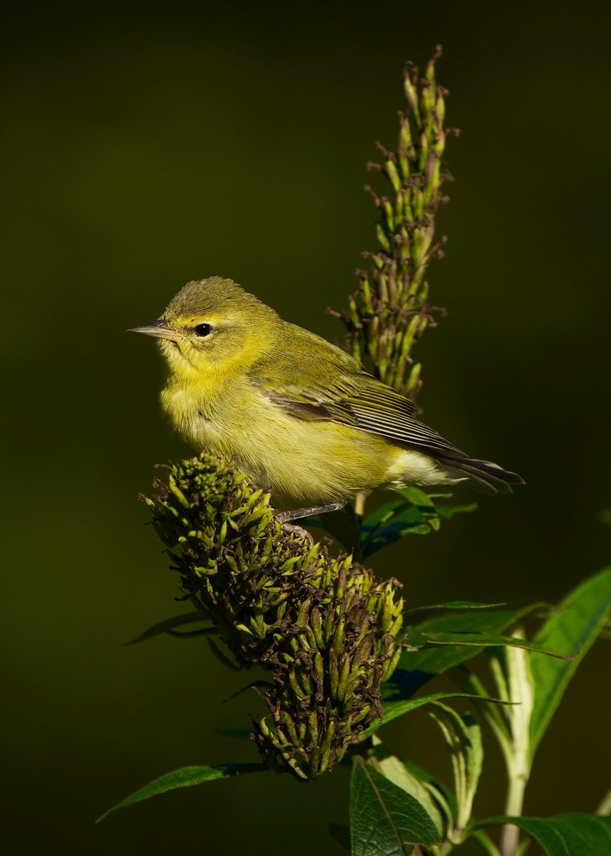 jhonny_2003's tweet image. #TennesseeWarbler last evening at Butterfly Meadow @CentralParkNYC  #birdcpp