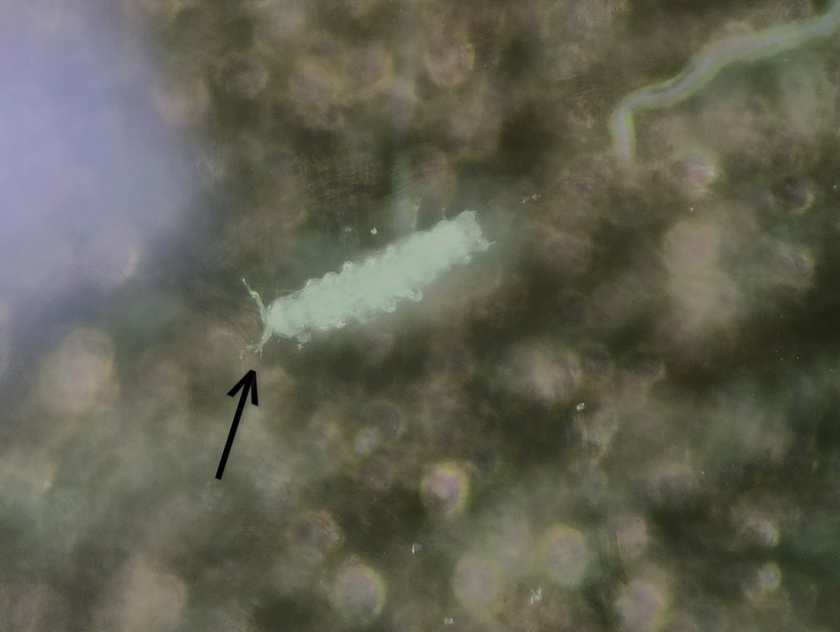 Some myriapods found in small quantities in our mesofauna samples collected on a WP4 @holisoils site: symphyla (less than 12 pairs of legs, not a chilopod) and pauropods (about 1mm long and easily identifiable with their segmented antennae *complex to photograph) @imbe_marseille