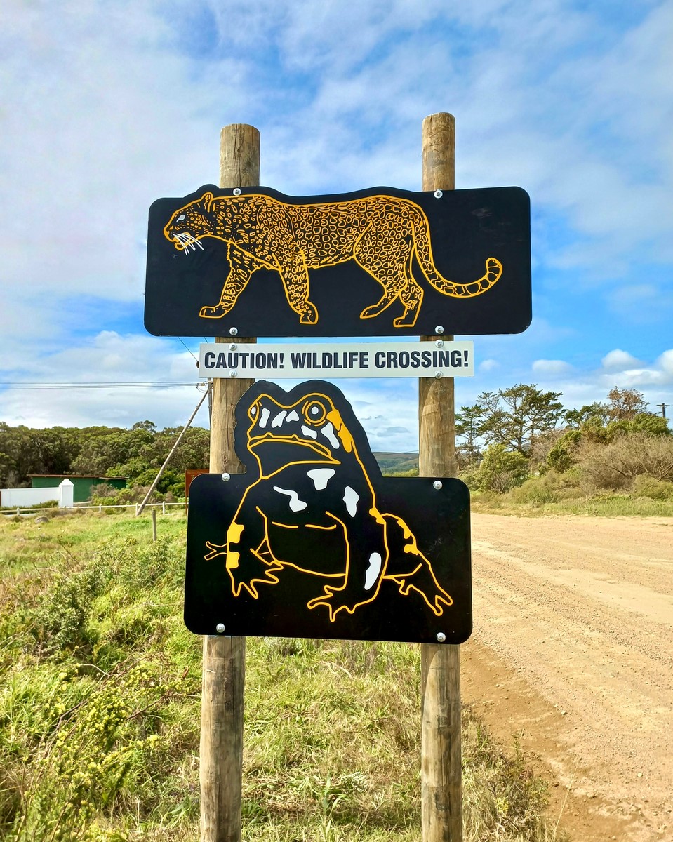 CapeLeopardTrst's tweet photo. We recently collaborated with several local partners on a second round of our #TaleOfTwoLeopards ‘Spotted on the Road’ campaign in the #Overberg w fantastic new reflective road signs
Read more at https://t.co/eMienjSGV9
#leopard #WesternLeopardToad
@Cape_Leopard Trust x @TheEWT https://t.co/e5pf9LD3Tv