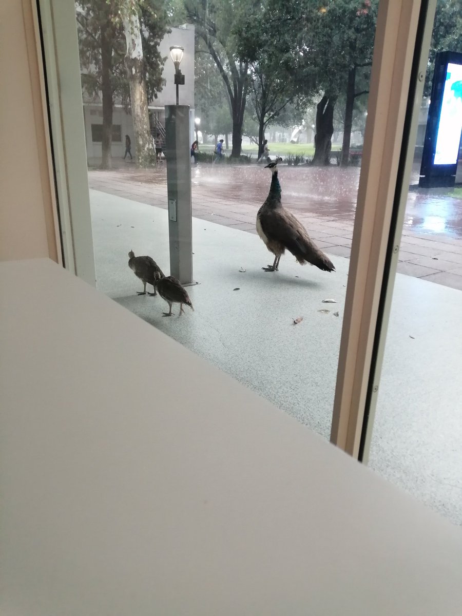 alejdiazd's tweet image. #monterrey #tecnologicodemonterrey