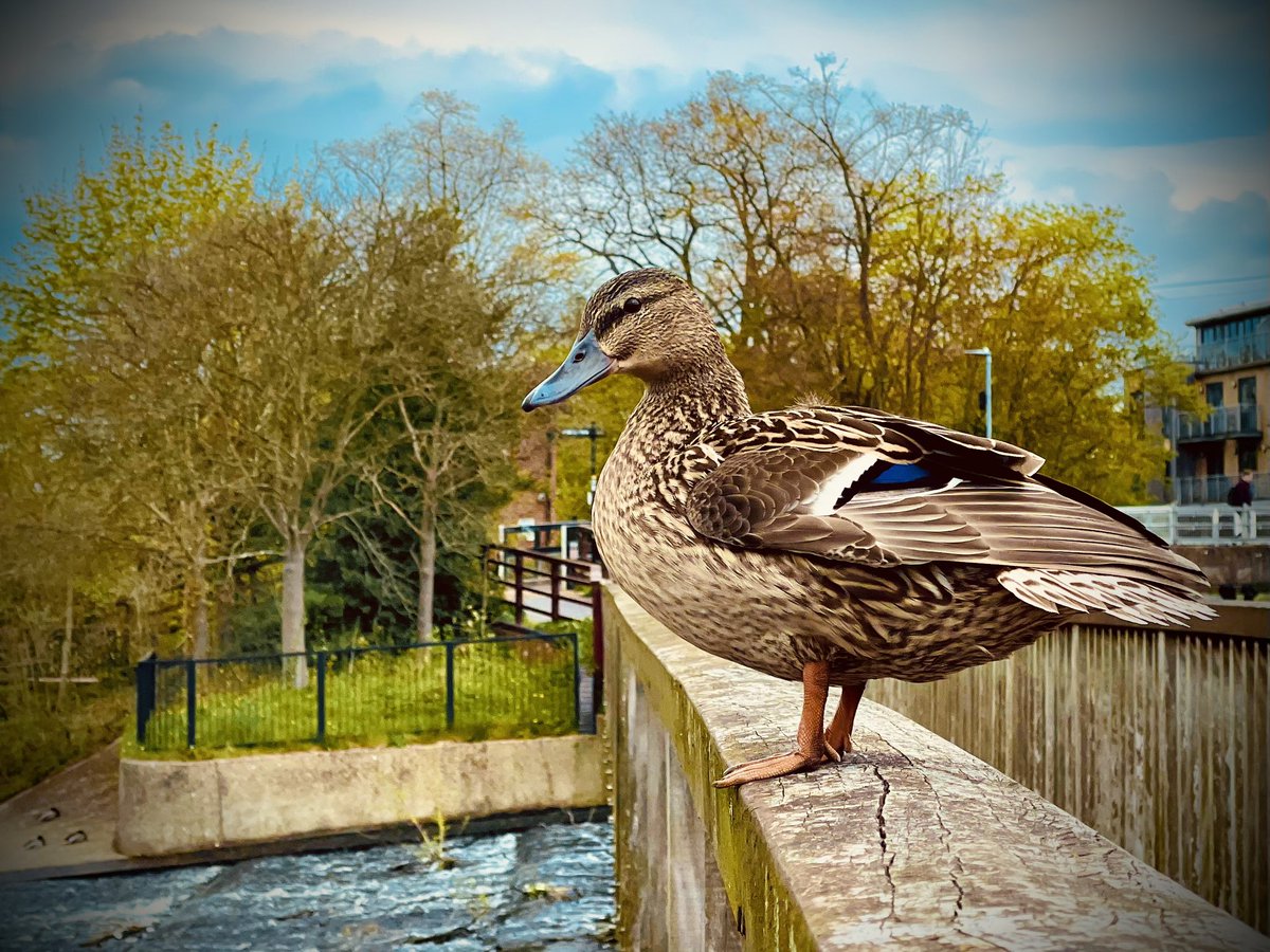 Hope you are having a Quacking Day Hertford friends 🦆 Greetings from Hertford ❤️