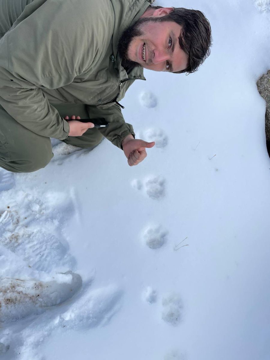 С егеря Ала-Тоо Бугу провели учёт численности 🐐 и установили фотоловушки на снежного барса в Жаргылчак. Работы выполнены в рамках проекта «Большие кошки Центральной Азии: ядра субпопуляций и экологические коридоры» @InsideNatGeo #SEGRE @conservationx @NarynTR @lemurwrangler