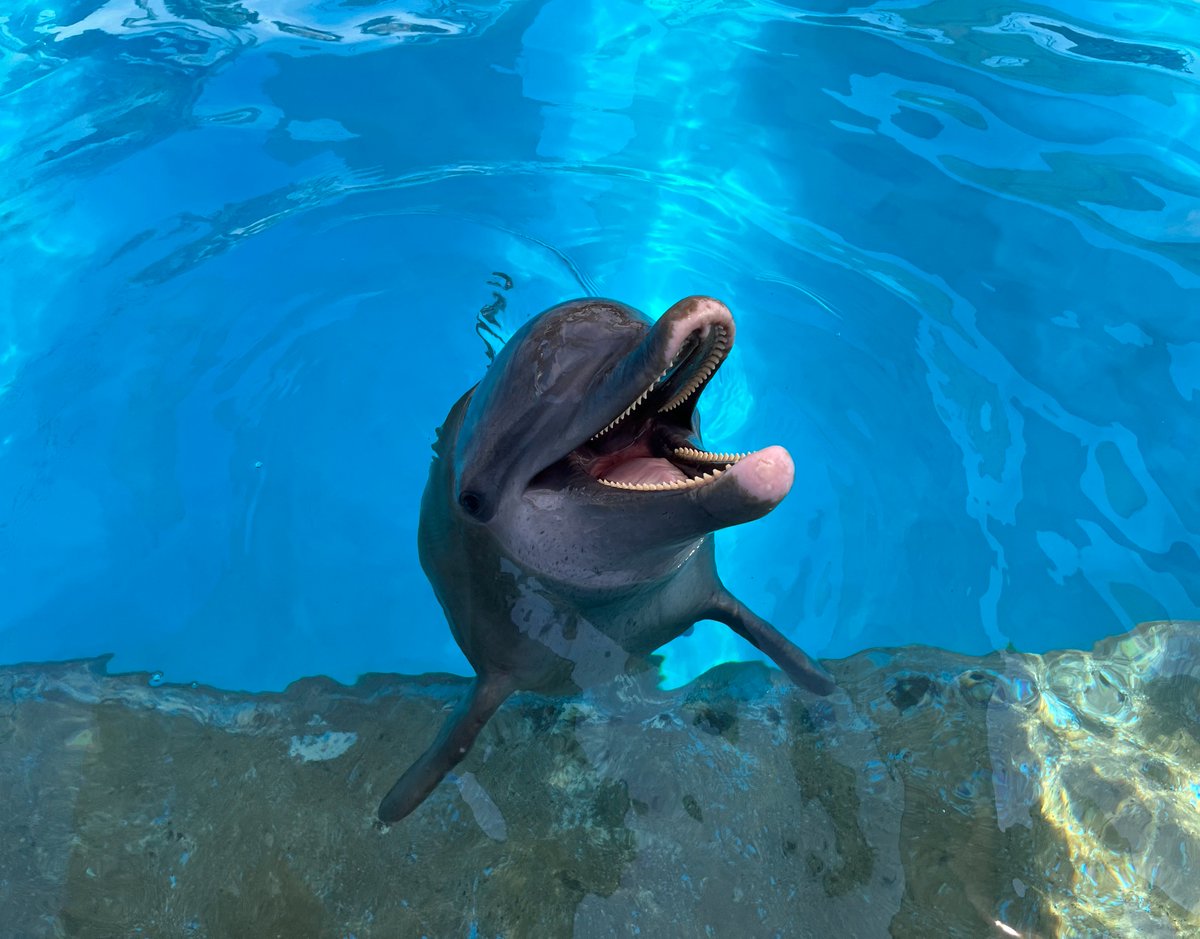 dolphindiscENG's tweet image. A Dolphin's smile can brighten your day. 😊🐬 At Dolphin Discovery, we offer you the opportunity to create unforgettable memories and learn about the wonderful marine life. 
#DolphinSmile #MarineAdventure #DolphinDiscovery