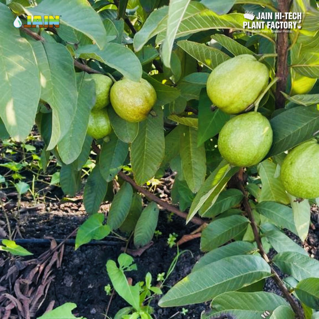 JainIrrigation's tweet photo. सुनिए Jain Guava Graftlings ki कहानी! 💭
Khud #JainGuava और #JainFarmer ki ज़ुबानी 😃
Inframe: Guava Plantation of 800 #TissueCulture Plants 🌱 in Palaswada
#IAmAJainFarmer
#JainGuava #JainPlantationMaterial #HiTechPlantFactory #AgTech #JainDrip #JainIrrigation #JISL https://t.co/zEelH5PqSG