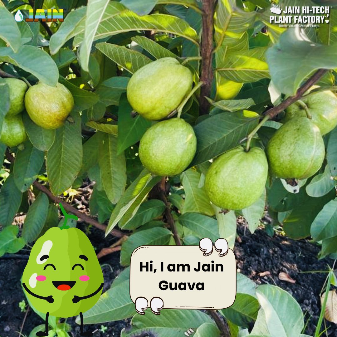 JainIrrigation's tweet photo. सुनिए Jain Guava Graftlings ki कहानी! 💭
Khud #JainGuava और #JainFarmer ki ज़ुबानी 😃
Inframe: Guava Plantation of 800 #TissueCulture Plants 🌱 in Palaswada
#IAmAJainFarmer
#JainGuava #JainPlantationMaterial #HiTechPlantFactory #AgTech #JainDrip #JainIrrigation #JISL https://t.co/zEelH5PqSG
