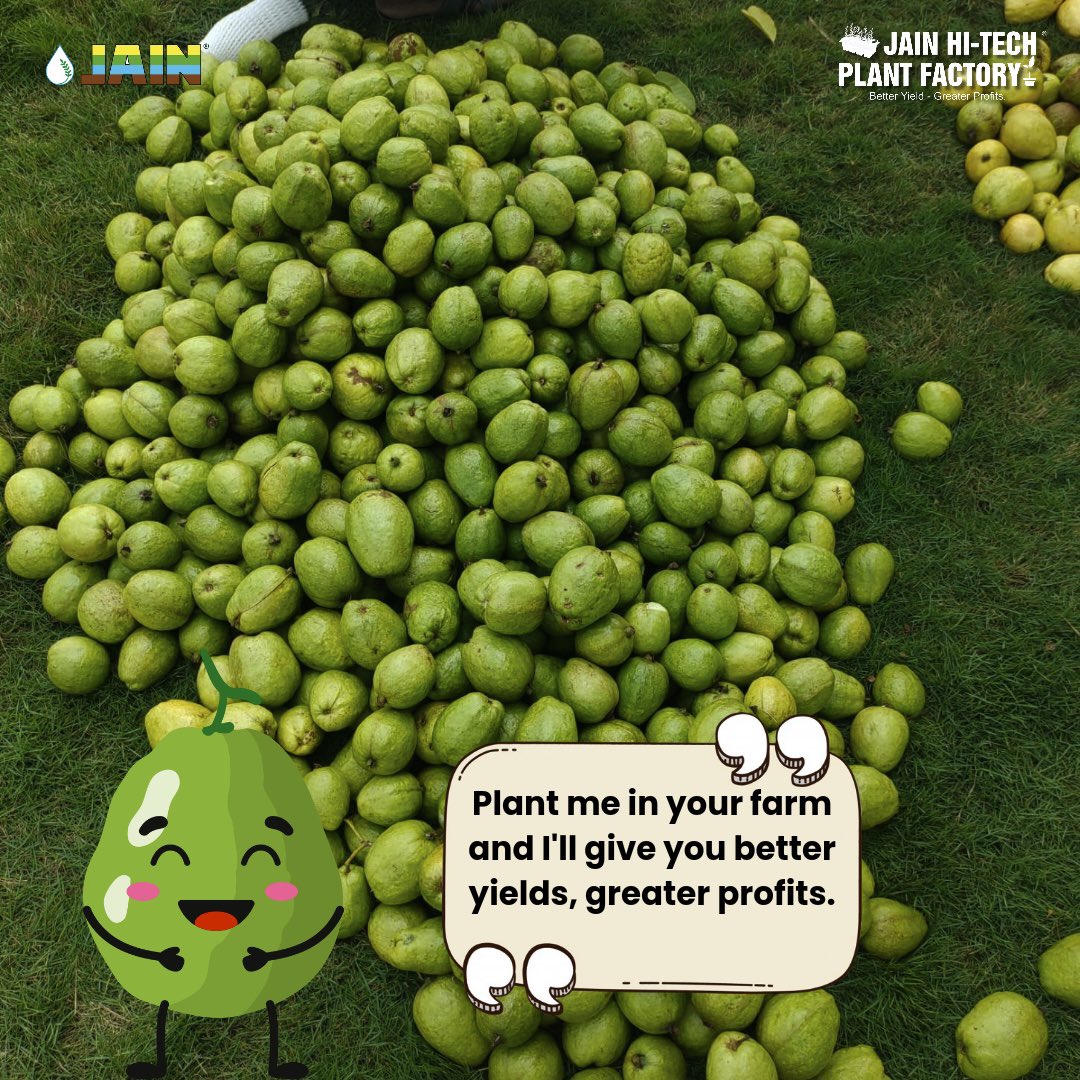 JainIrrigation's tweet photo. सुनिए Jain Guava Graftlings ki कहानी! 💭
Khud #JainGuava और #JainFarmer ki ज़ुबानी 😃
Inframe: Guava Plantation of 800 #TissueCulture Plants 🌱 in Palaswada
#IAmAJainFarmer
#JainGuava #JainPlantationMaterial #HiTechPlantFactory #AgTech #JainDrip #JainIrrigation #JISL https://t.co/zEelH5PqSG