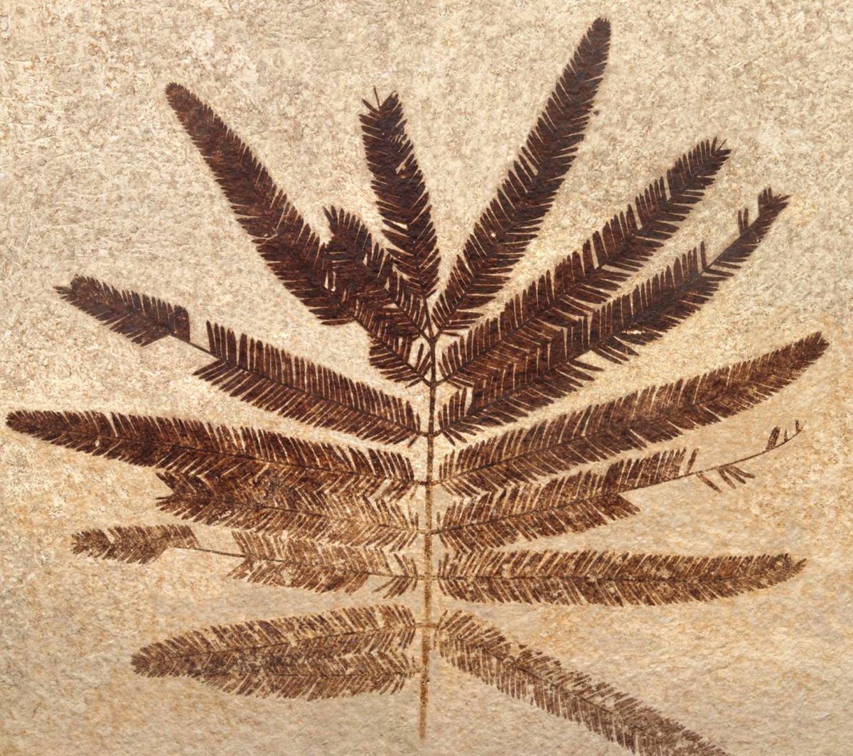 Fabiany Herrera tweet media