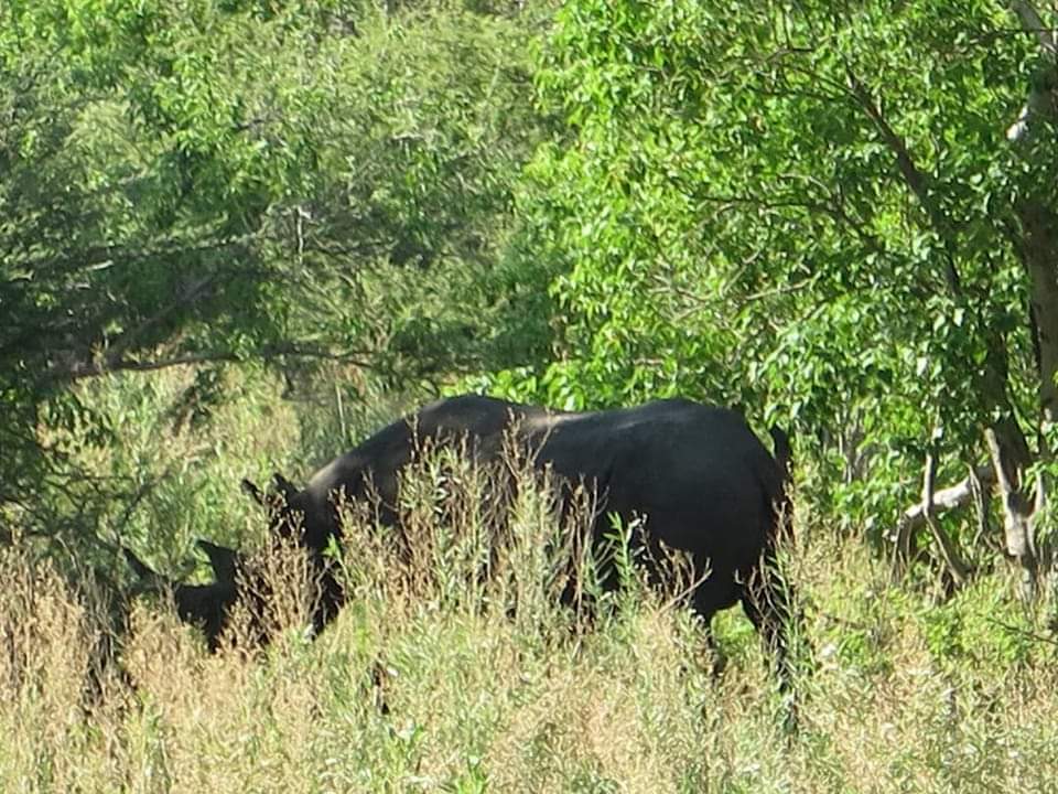A very special sighting captured by clients Jesper and Eliana. 

#sighting  #photooftheday #lelobusafaris