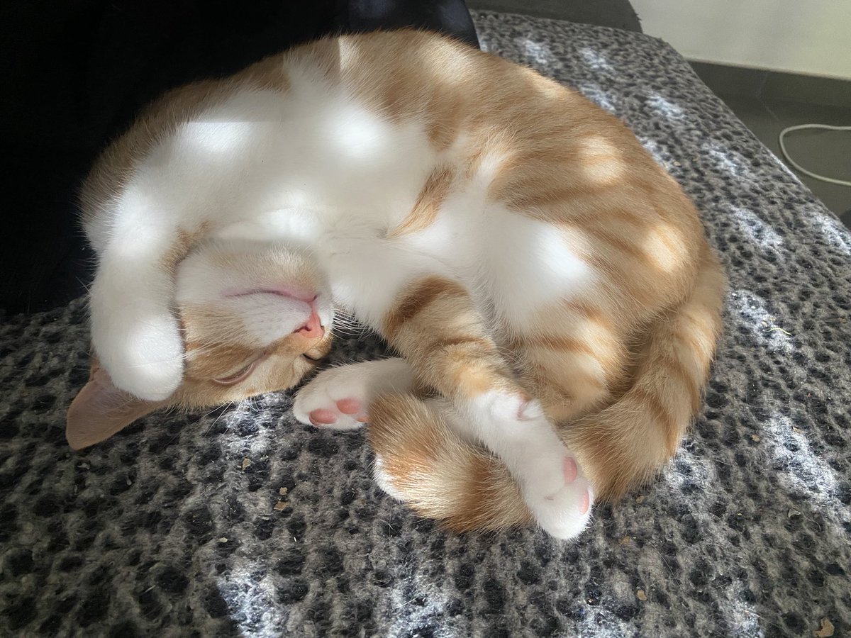 bibifauve's tweet photo. Mon petit bébé Natchos ❤️#amour https://t.co/SpTBFR6J5O