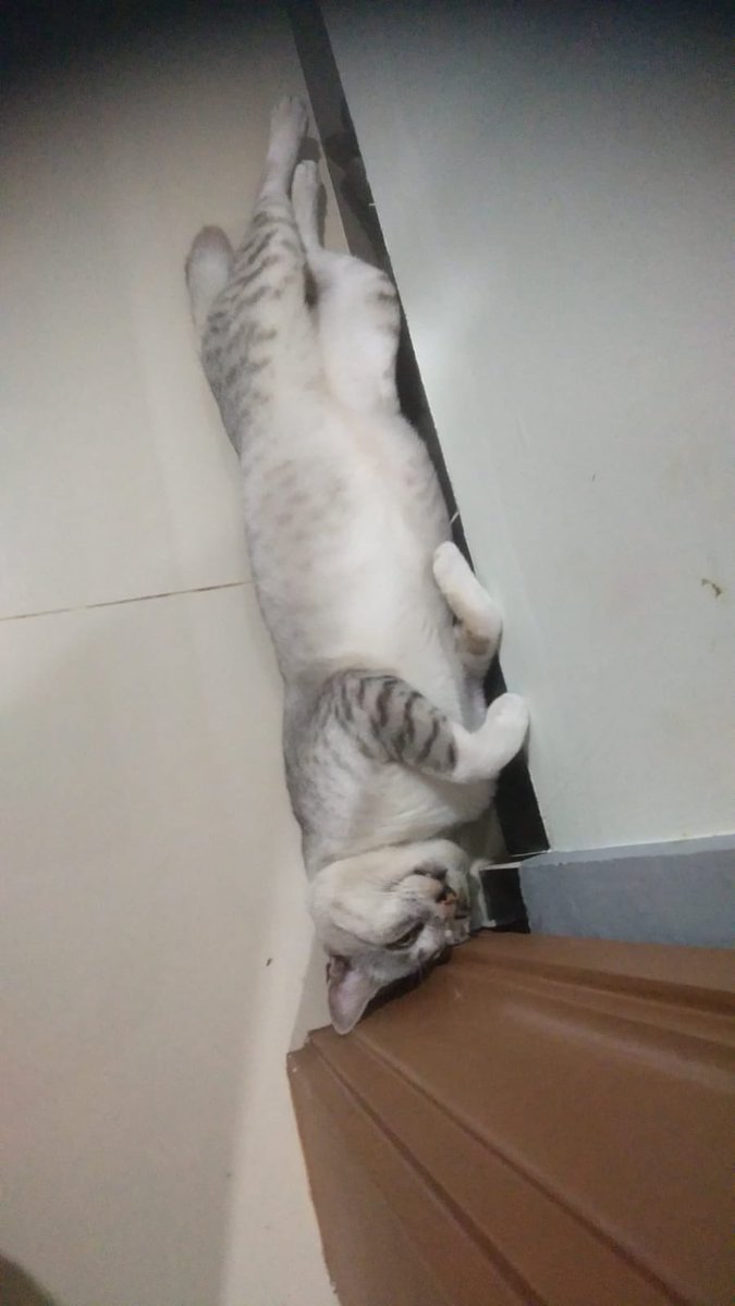 SyafrinaPutri7's tweet photo. @kochengfs Kesayanganku kucing momo gendut https://t.co/Iq14LVChhj