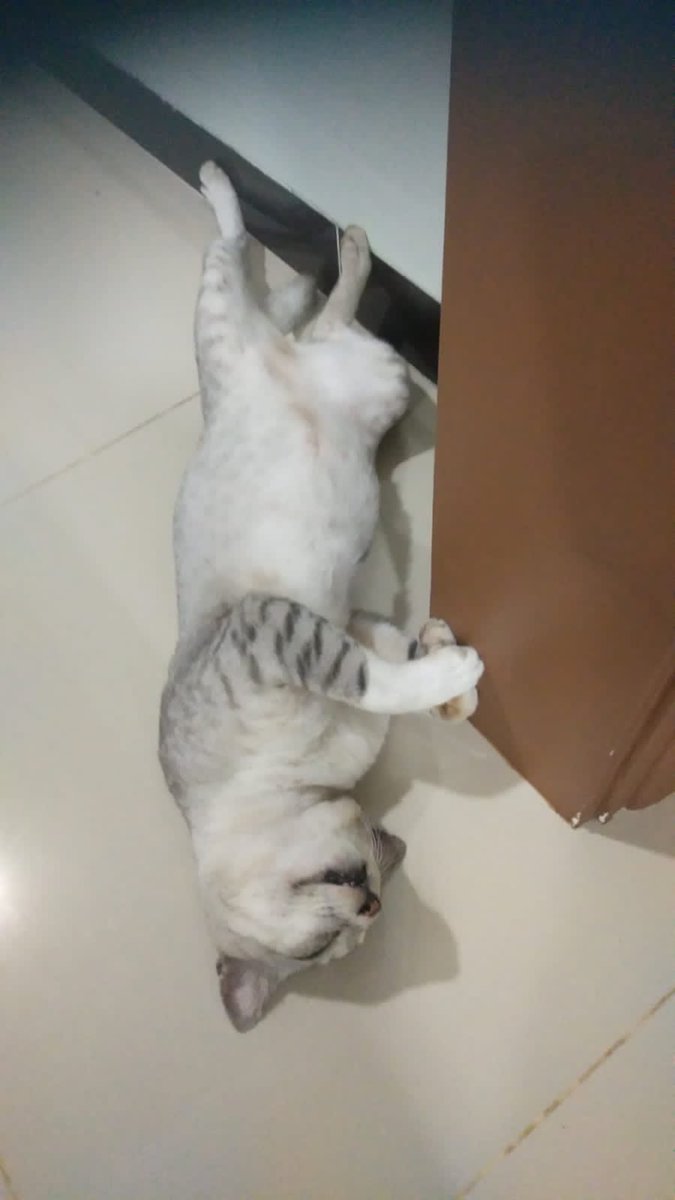 SyafrinaPutri7's tweet photo. @kochengfs Kesayanganku kucing momo gendut https://t.co/Iq14LVChhj