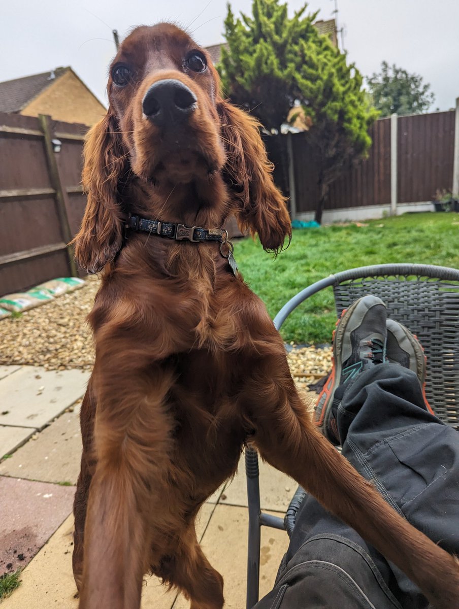 Pippatheirish's tweet photo. Come play with me now human! #dogsoftwitter #dogsofx #setter #irishsetter #irishsetterpuppy #puppy https://t.co/rFCogbJnqi