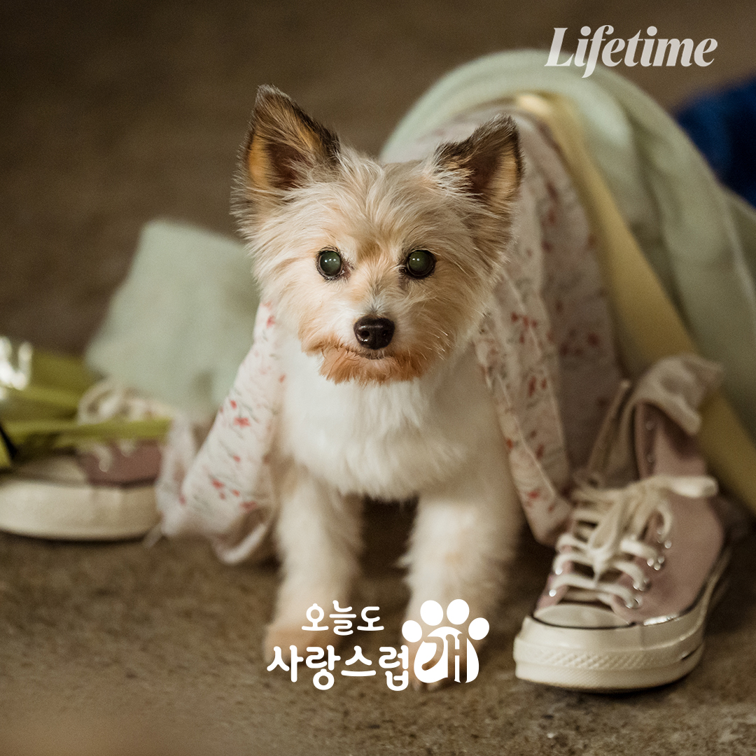 LifetimeKorea's tweet photo. 본격적으로 시작한 <오늘도 사랑스럽개>
왜 때문에 일주일에 한 번만 방송이죠?

첫 방송 기념 털어보는 차은우X박규영X이현우 스틸🥰
(+ 대배우 개나까지)

🐶라이프타임 매주 (수) 밤 11시
#라이프타임 #오늘도사랑스럽개 #오사개 #차은우 #박규영 #이현우 https://t.co/7mc7XXMaA1