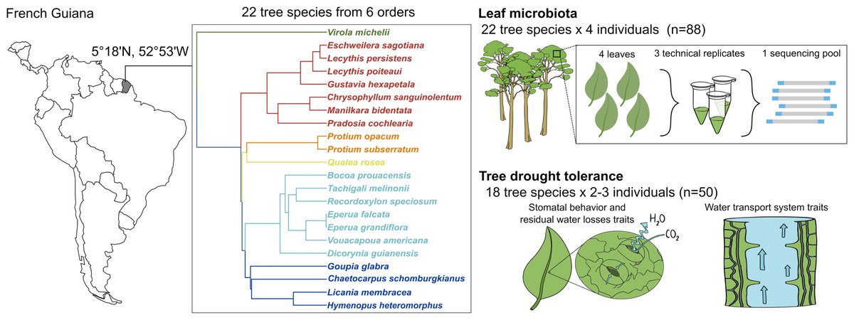 Marine Cambon and colleagues found that the composition of leaf fungal communities, but not bacterial communities, is related to #droughttolerance in #Neotropical trees. 🔓 Read this trending paper from our #phyllosphere focus issue: doi.org/10.1094/PBIOME…