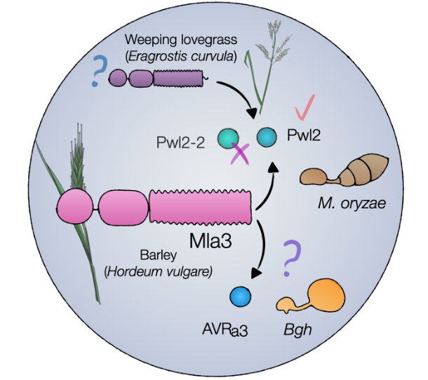Diana Gómez De La Cruz (@dianagdlc) on Twitter photo The peer-reviewed version of our <a href="/biorxivpreprint/">bioRxiv</a> is now online! So happy to see our work finally out <a href="/helenbrabs/">Helen Brabham</a> <a href="/MatthewMoscou/">Matthew Moscou</a> (1/6)
Barley MLA3 recognizes the host-specificity effector Pwl2 from Magnaporthe oryzae academic.oup.com/plcell/article… The peer-reviewed version of our <a href="/biorxivpreprint/">bioRxiv</a> is now online! So happy to see our work finally out <a href="/helenbrabs/">Helen Brabham</a> <a href="/MatthewMoscou/">Matthew Moscou</a> (1/6)
Barley MLA3 recognizes the host-specificity effector Pwl2 from Magnaporthe oryzae academic.oup.com/plcell/article…
