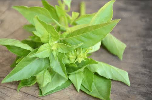 Nig_Farmer's tweet photo. #NaijaFarmerTips

Many young people have grey hair &amp; would want it reversed.

Solution

Get Curry leaves
Cup of Oil e.g Coconut Oil

Boil the curry leaves in the cup of oil, till it turns black

Cool it &amp; apply/massage into hair 2-3 times a week

Leave overnight.

Tested 100% https://t.co/GMamXQRO8F