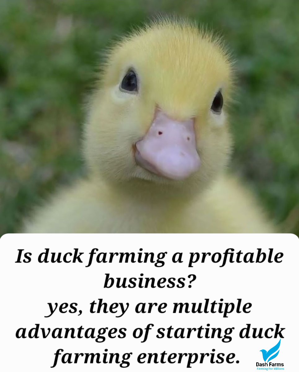 DashFarms337's tweet photo. >Ducks do not require elaborate housing 
>Resistant to common illnesses 
>lay bigger, and more number of eggs.

Duck farming can be a profitable business option for small-medium scale farmers since ducks do not require intensive management!
Dash Farms 
Farming for millions. https://t.co/dzUNGXOa0T