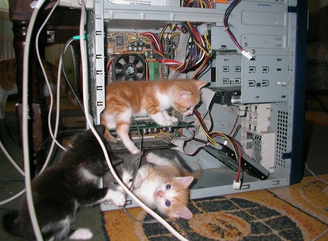 pcgamer's tweet photo. Finally, a high purrformance PC build https://t.co/bIaP9EnXg3