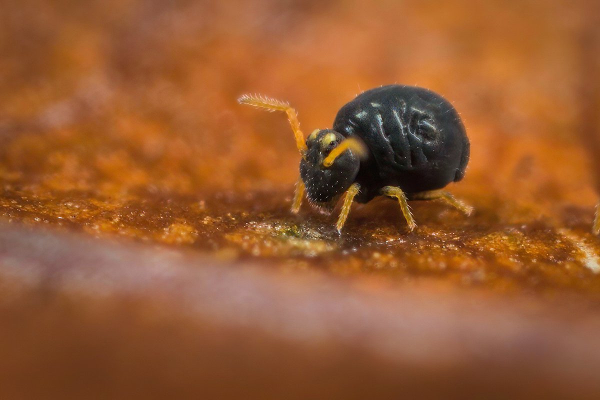 Ed_P_Wildlife's tweet photo. Another look under a leaf fallen onto our lawn from the Copper Beech tree. This time it's the globular springtail Sminthurinus aureus (a dark form). A two-image focus stack as at this magnification (x7), DoF is a fraction of a mm. Heavily cropped. #Mesofauna #Collembola #Globby https://t.co/khHXrSZVjH