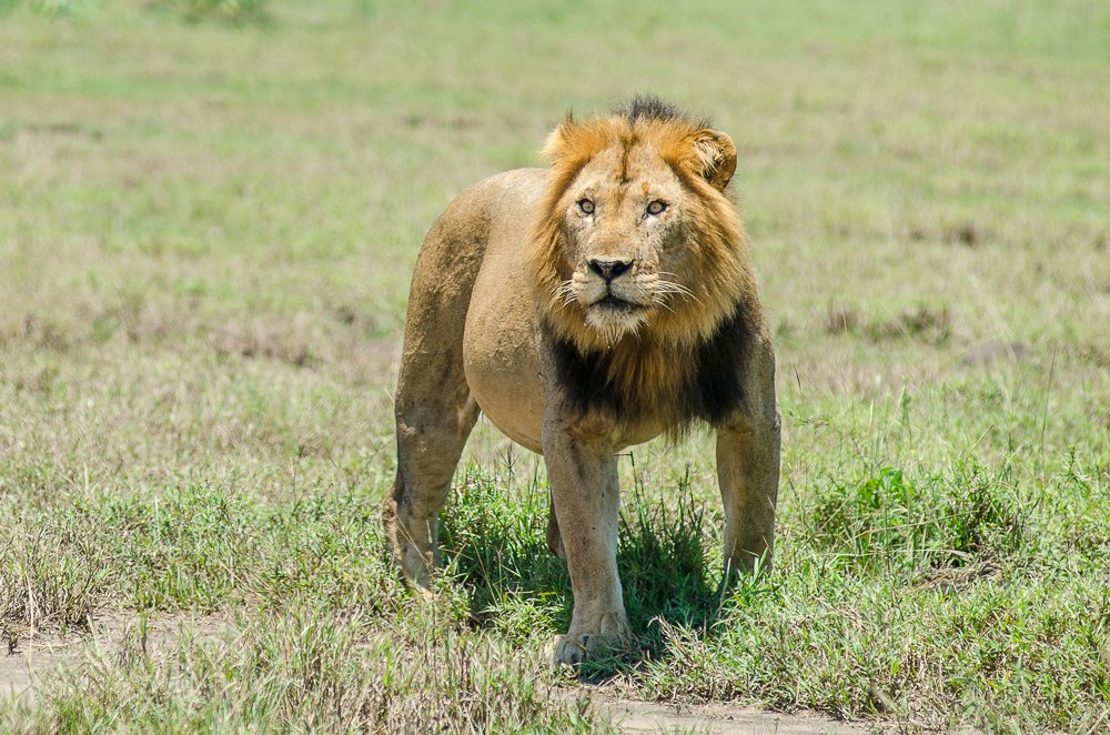 Male #lions grow impressive #manes the older they get which is a sign of dominance. the older the lion gets, the darker their manes become. The there importance  is to help male lions to protect their necks and heads from injuries during fights and also to attract females.
