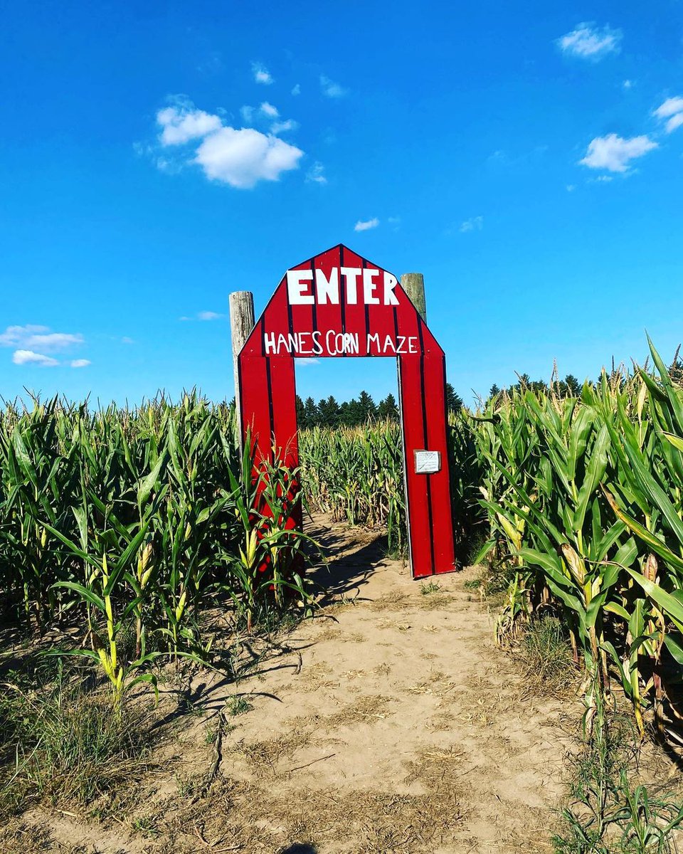 Canada's tweet photo. #DYK the majority of the Canadian corn grows in #Ontario? ON is also home to #Canada’s largest corn maze! Located in Dundas, the #HanesCornMaze is carved into 20 acres of corn stalks! Would you try this human sized puzzle?🌽🕵️📸hanescornmaze/IG https://t.co/mFX7NugieN