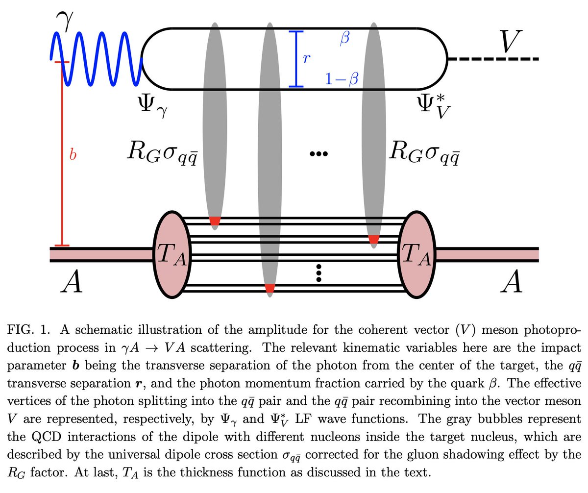 'Coherent photoproduction of light vector mesons off nuclear targets in the dipole picture', Cheryl Henkels+ arxiv.org/abs/2310.06965