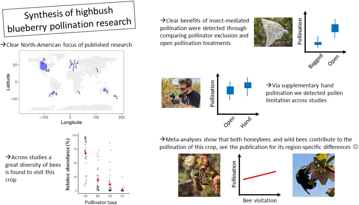 📢New paper

With a systematic review and meta-analyses we synthesized blueberry pollination research  🌷🐝🫐

See the graphical abstract for the highlights, and the full paper and supp mat (eg fig S3!) for more
doi.org/10.1111/1365-2…

<a href="/WSU_SmallFruits/">Lisa DeVetter</a> <a href="/IsaacsLab/">Isaac's Lab</a> <a href="/BeesNBerries/">BeesNBerries</a>