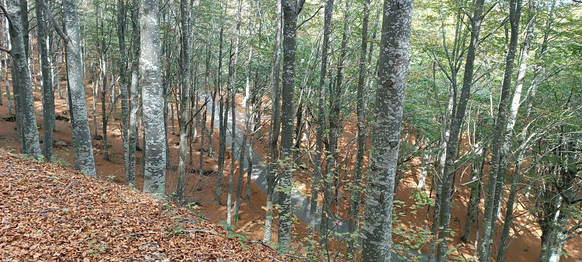 Nella foresta del Penna.