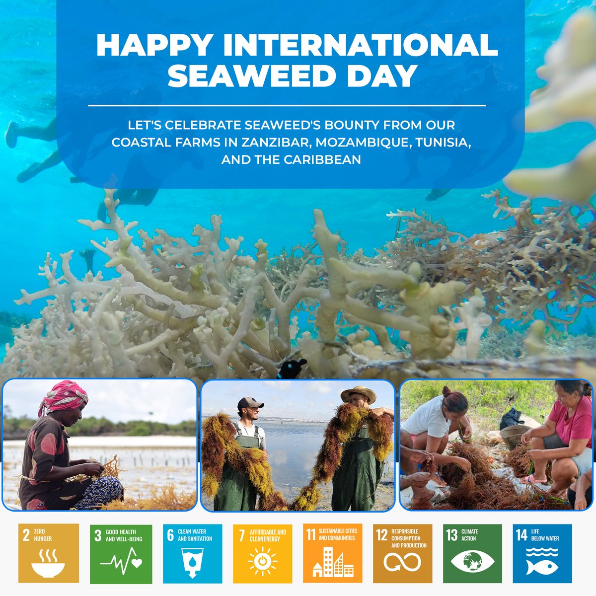 Celebrate International Seaweed Day with us! Our red algae farms combat hunger, purify water, capture carbon, and promote sustainability. Women, 70% of our workforce, are instrumental in our success.
#algen #algae #algas #algues #seaweed #macroalgae #algaeworld