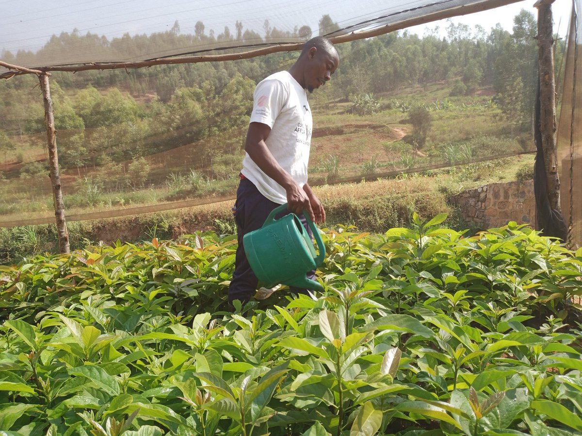 nyanza_nyc's tweet photo. A suitable climate to plant trees especially Hass avocado. GISAGARA YOUTH EMPOWERMENT we are ready to facilitate you to get standardized trees.
@REMA_Rwanda @JRutaburingoga @CorpsAfricaRda @FriendsofMothe1 @GisagaraNyc @GISAGARAYEGO @REMA https://t.co/oER77BNm8A
