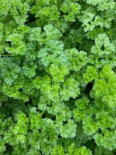 With so much noise in today’s world, think of the all-encompassing silence in our local greenhouse. 
#Pharmacare #LeafsForever #OntarioMade #FridayThe13th #WeekendVibes #Greenbelt #Sustainability